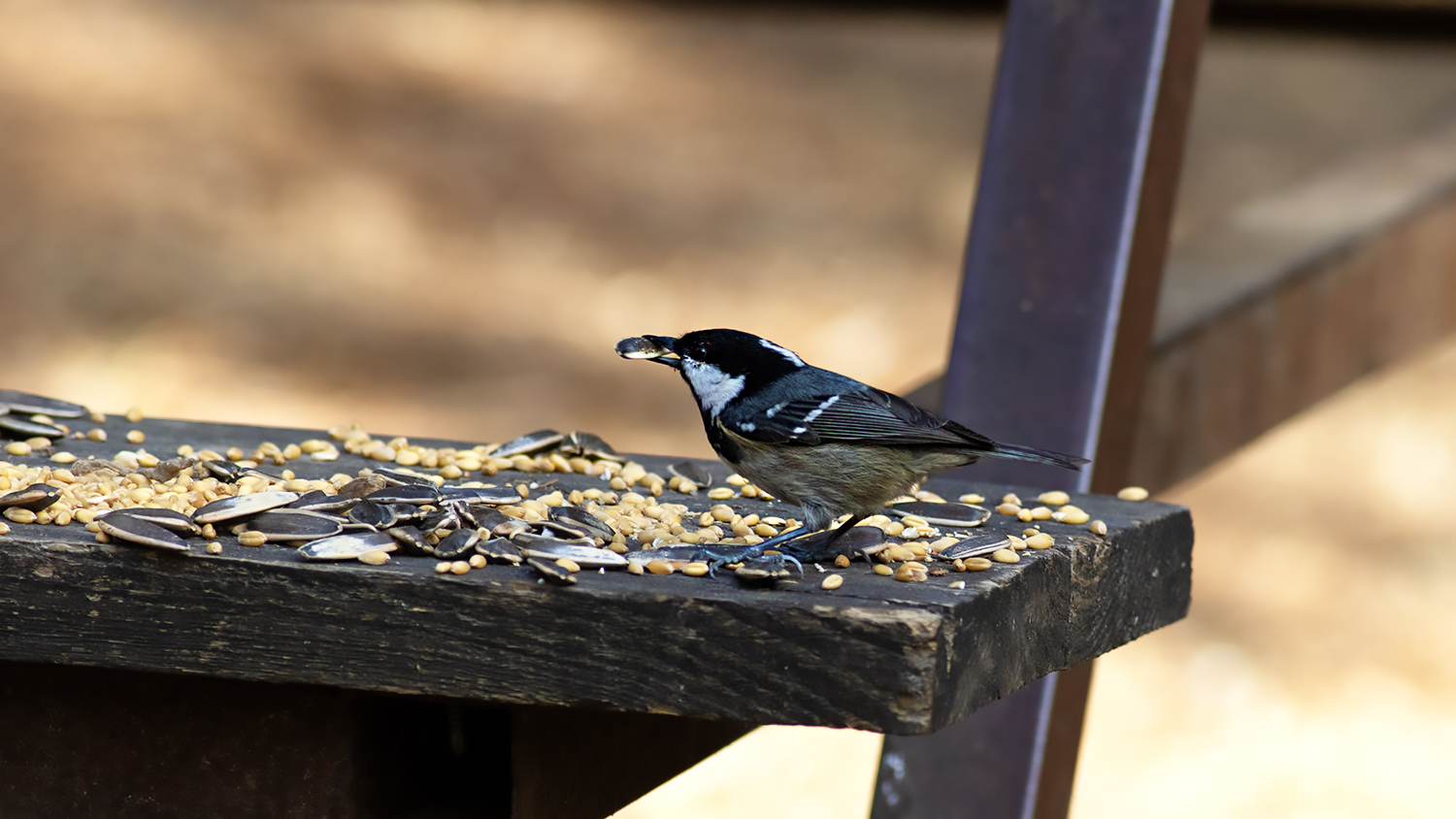 Coal Tit